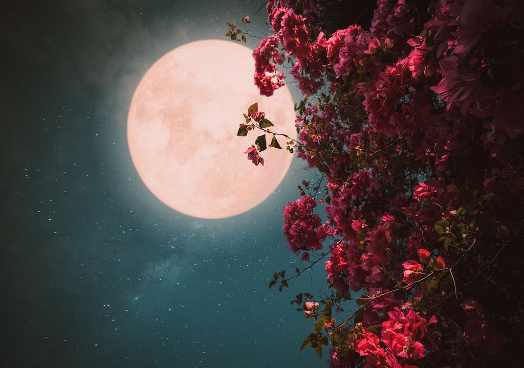 Super Flower Moon To Blossom In The Sky Soon