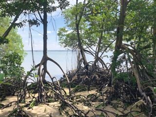 Las fluctuaciones climáticas de El Niño y de La Niña amenazan los manglares en todo el mundo