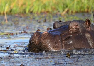 Flusspferde im eiszeitlichen Europa: Überlebten die Tiere länger als gedacht?
