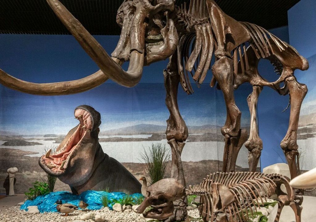 Flusspferde lebten am Oberrhein im gleichen Zeitfenster wie Mammuts. Hier trifft in den Reiss-Engelhorn-Museen die Rekonstruktion eines Flusspferdes auf ein Mammutskelett. Flusspferde lebten am Oberrhein im gleichen Zeitfenster wie Mammuts. Hier trifft in den Reiss-Engelhorn-Museen die Rekonstruktion eines Flusspferdes auf ein Mammutskelett.