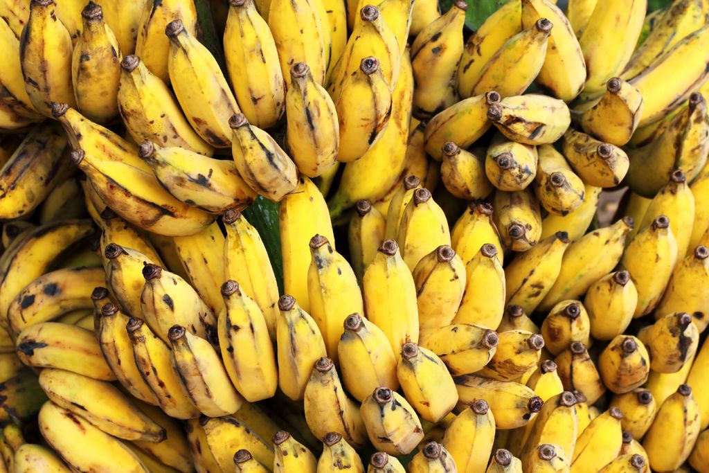 Banana, FOCR4t, Brasil, agricultura