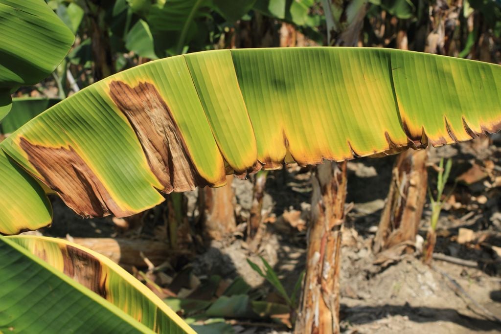 Banana, fusarium, murcha
