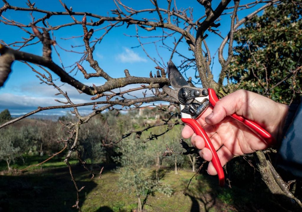 Poda de árvores de fruto