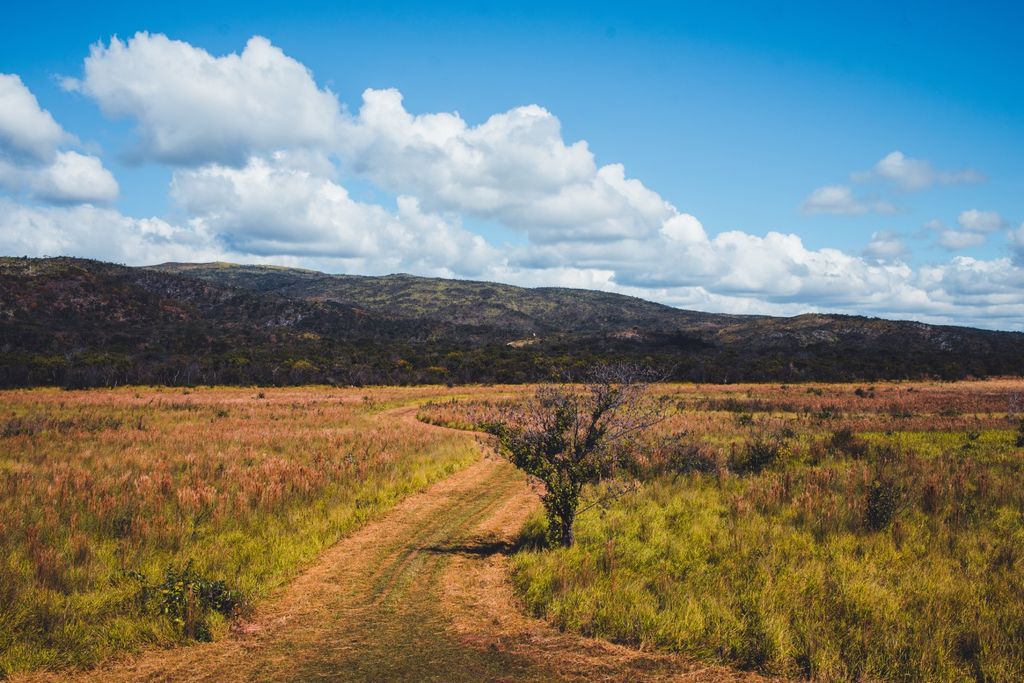 Cerrado brasileiro: bioma savânico moldado pelo fogo natural e pela ação humana ao longo de milhares de anos.