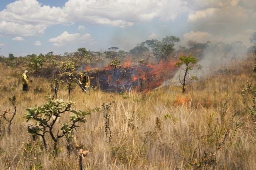 Fogo no Cerrado: 30 mil anos de ind&iacute;cios que ajudam a prevenir os inc&ecirc;ndios de hoje