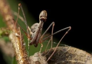Des scientifiques découvrent une araignée aux pattes en forme de lance en Australie !