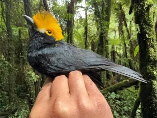 Foi fotografado pela primeira vez um magnífico pássaro de crista amarela que se pensava perdido