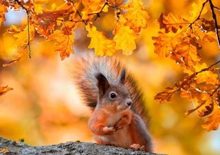 Foliage e forest bathing: sette luoghi da scoprire nel Nord Italia, dove l’autunno è arrivato puntuale