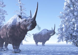 Un rhinocéros laineux vieux de 20 000 ans découvert en Sibérie