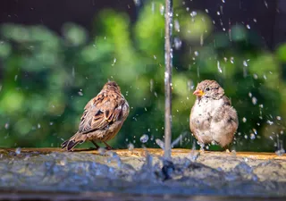 Die Vorteile von Teichen und Vogeltränken: Fügen Sie einfach Wasser hinzu, um die Tierwelt zu fördern!