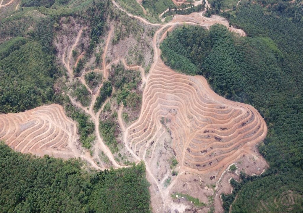 Perdida de bosques deforestación