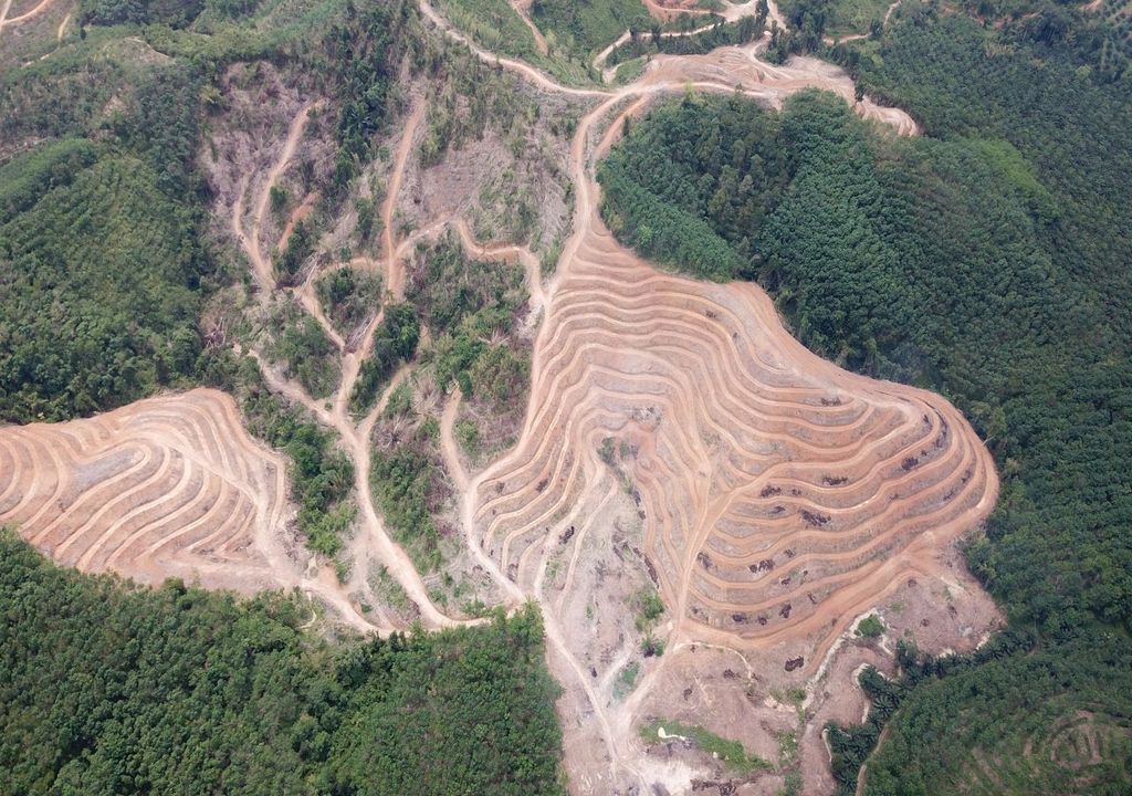 Le monde continue de perdre ses arbres à un rythme alarmant...