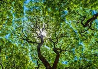 Forest tree species diversity crucial to reducing N₂O emissions and mitigating climate change