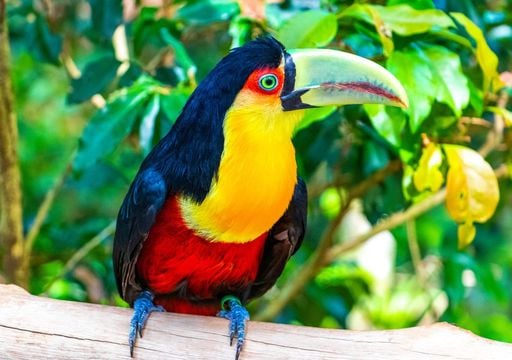 Foreste tropicali pi&ugrave; silenziose: perch&eacute; in Sud America scompaiono gli uccelli e qual &egrave; il rischio per l'ecosistema