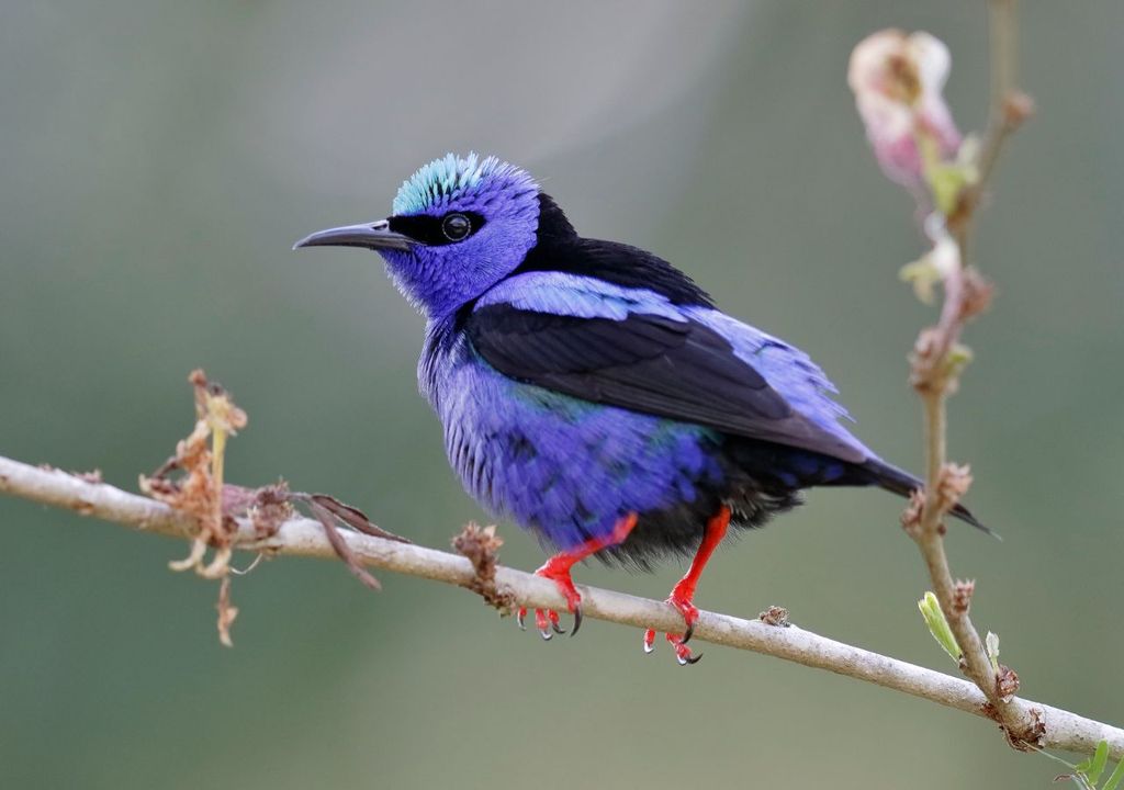 Un esemplare di mielero zamperosse, nel suo naturale habitat in Panama