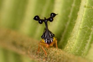 La evolución de las formas corporales alienígenas y extremas de ciertos insectos puede tener una explicación simple