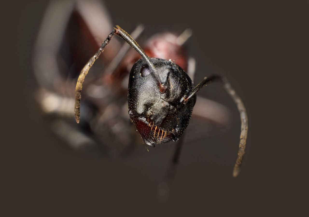 FOTOS: Imagens assustadoras com zoom em rosto de insetos choca internet;  confira