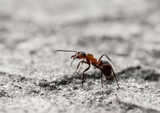 Formigas cuspidoras de ácido invadem o sul dos Estados Unidos