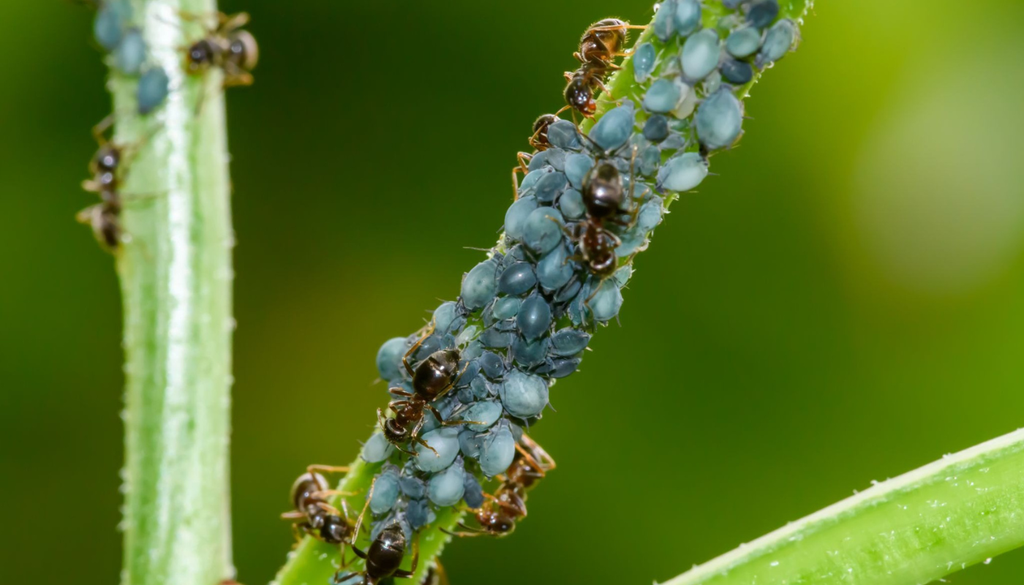 Formigas junto a uma colónia de pulgões, que protegem em troca do líquido açucarado que estes libertam.