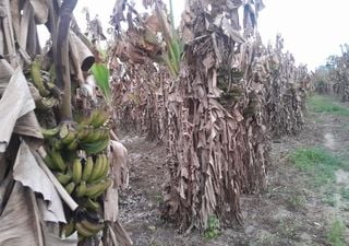 Formosa se quedó sin bananas por las heladas invernales y la falta de precipitaciones: ¿Cómo se recupera la producción?