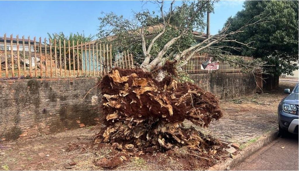Temporal com vento forte arrancou árvore em Cascavel, no Paraná, na tarde deste domingo (30). Crédito: Jéssica Passos/Divulgação.