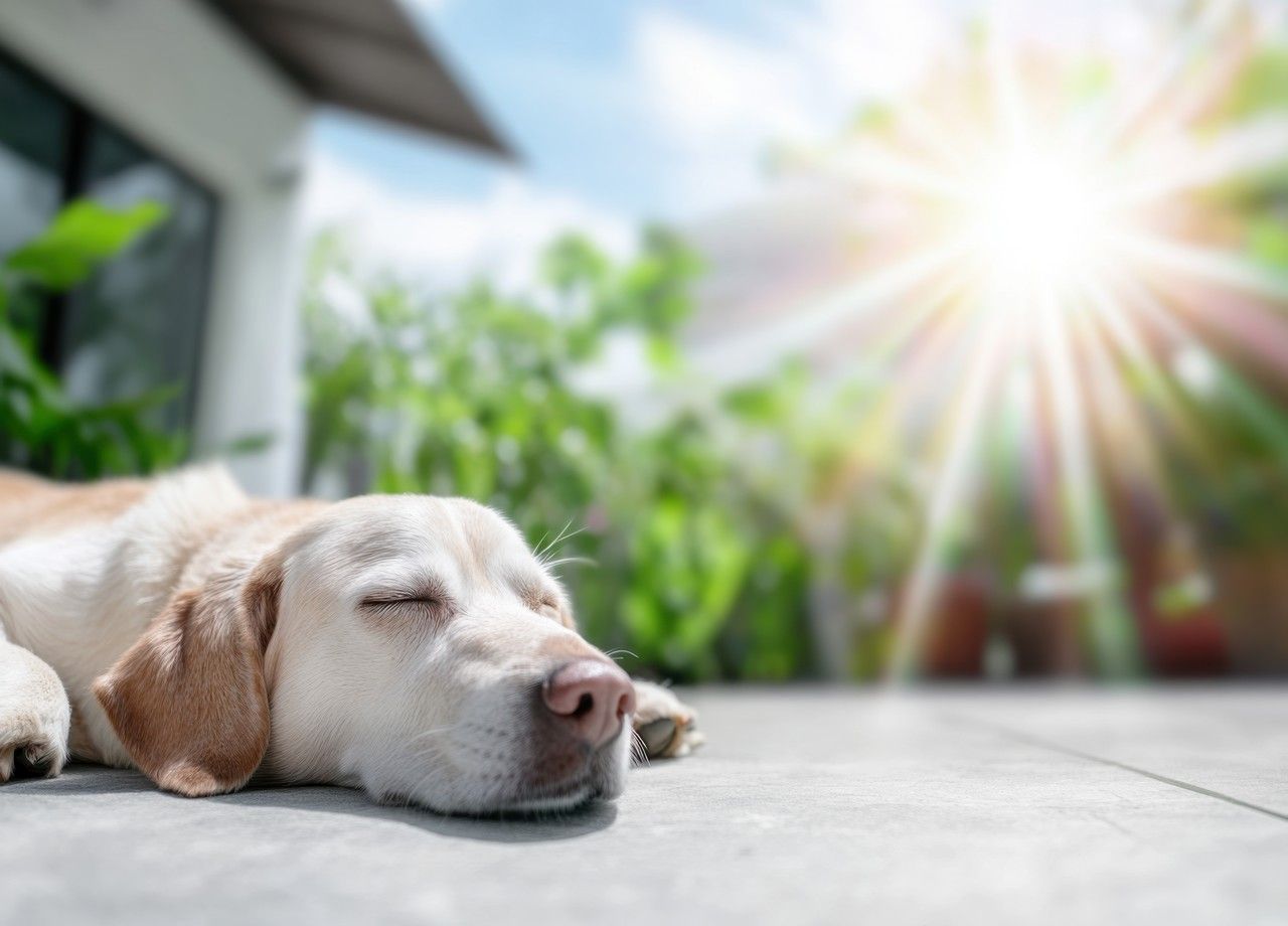 Cani e gatti possono essere molto sensibili alle alte temperature, il che rappresenta un rischio reale per la loro salute.