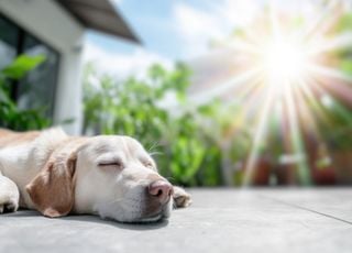 Extreme heat: How can we protect our pets?