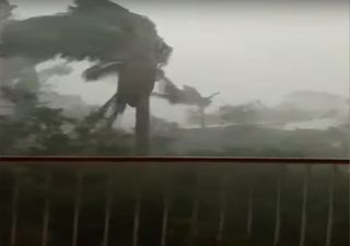 Apocalyptic spider webs carpet Australia after floods