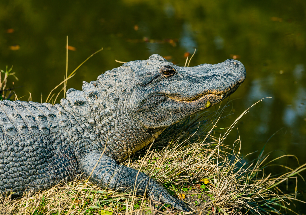 Alligator Alligator