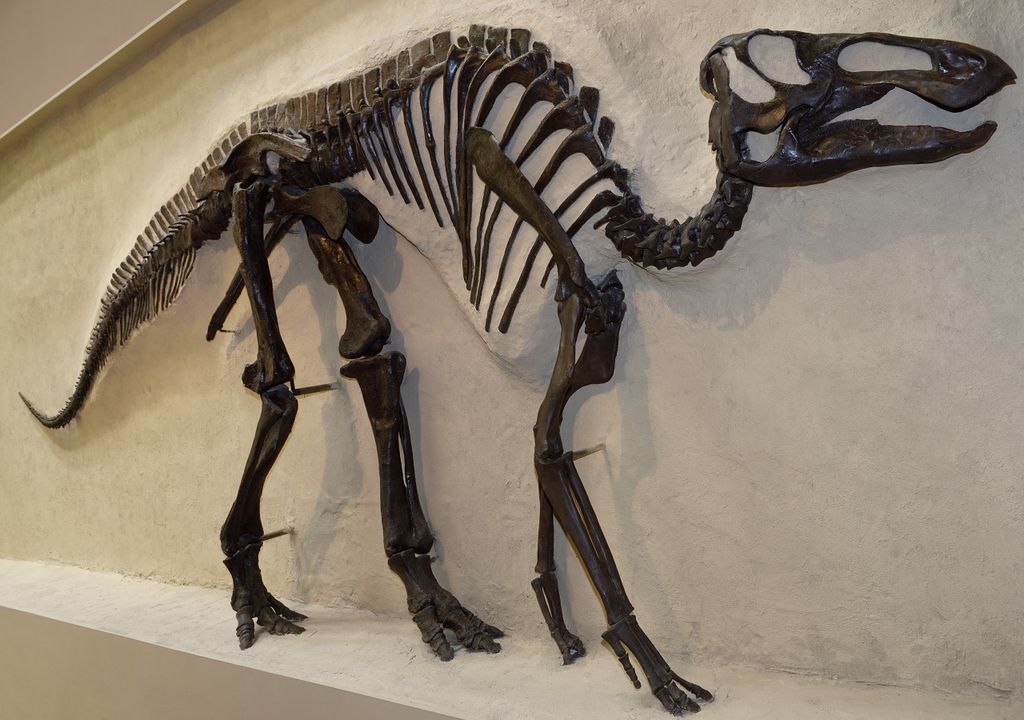Hadrosaur, Canada, skeleton