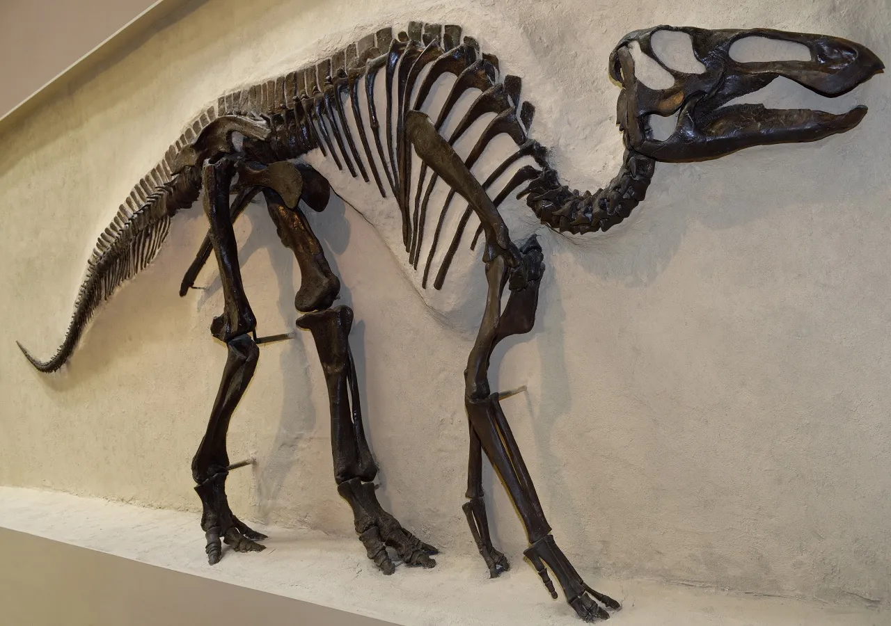Increíble! Descubren un raro fósil de dinosaurio con piel en Canadá