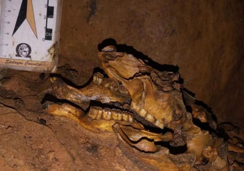 Fósseis da preguiça-gigante Fósseis da preguiça-gigante