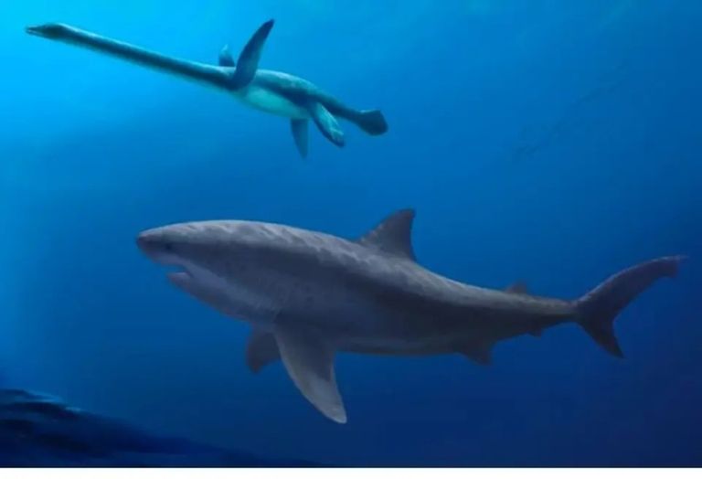 Los f&oacute;siles de un tibur&oacute;n gigante de 115 millones de a&ntilde;os podr&iacute;an reescribir la evoluci&oacute;n de la especie