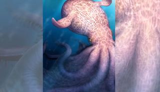 F&oacute;sseis indicam que polvo de 18 metros pode ter sido o &ldquo;kraken&rdquo; do Cret&aacute;ceo