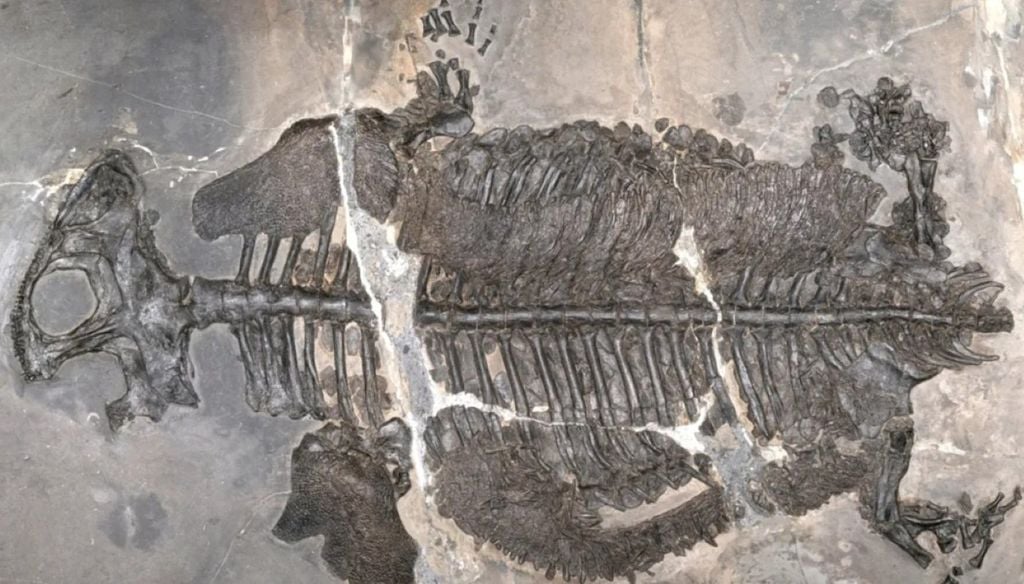 Pele do Gerrothorax maritimus era similar a uma armadura óssea que protegia a água do corpo de ser sugada pela água do mar • Ryosuke Motani Pele do Gerrothorax maritimus era similar a uma armadura óssea que protegia a água do corpo de ser sugada pela água do mar. Crédito: Ryosuke Motani