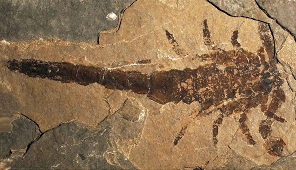 O fóssil do animal possui cerca de 415 milhões de anos Leia mais em: https://veja.abril.com.br/coluna/almanaque-de-curiosidades/cientistas-identificam-maior-escorpiao-ja-encontrado/ Fóssil de escorpião possui cerca de 415 milhões de anos. Crédito: Dunlop & Garwood/PeerJ/Reprodução