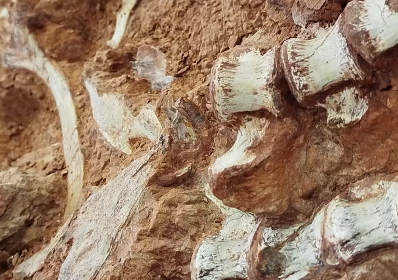 Dinosaur fossil measuring 2.5 metres long was found in the state of Rio Grande do Sul. Photo: Rodrigo Tem Müller.