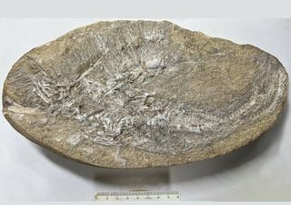 Fóssil de vômito de dinossauro de 110 milhões de anos aponta para uma nova espécie voadora no Brasil