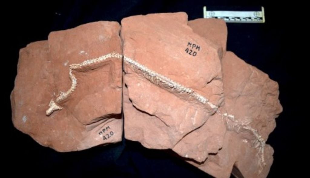Fóssil articulado da Tametara mirim, com parte do crânio e da coluna vertebral preservada em blocos de rocha. Crédito: Agustín Martinelli