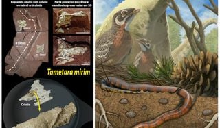 F&oacute;ssil descoberto em S&atilde;o Paulo revela novas pistas sobre origem das cobras