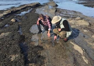 Large theropod dinosaurs thrived near the South Pole fossil footprints reveal 