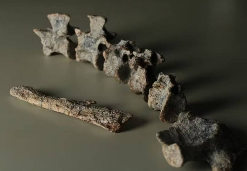 Os ossos fossilizados encontrados da nova espécie Tainrakuasuchus bellator. Crédito: Rodrigo Temp Müller.