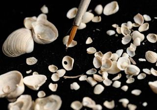 Fossil shells from the Adriatic Sea show the damage humans cause marine ecosystems