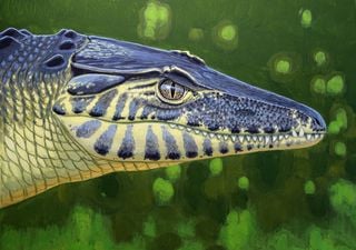 Fossilfund stellt Erdgeschichte infrage: Wie ein landlebendes Krokodil die Geografie der Dinozeit ver&auml;ndert