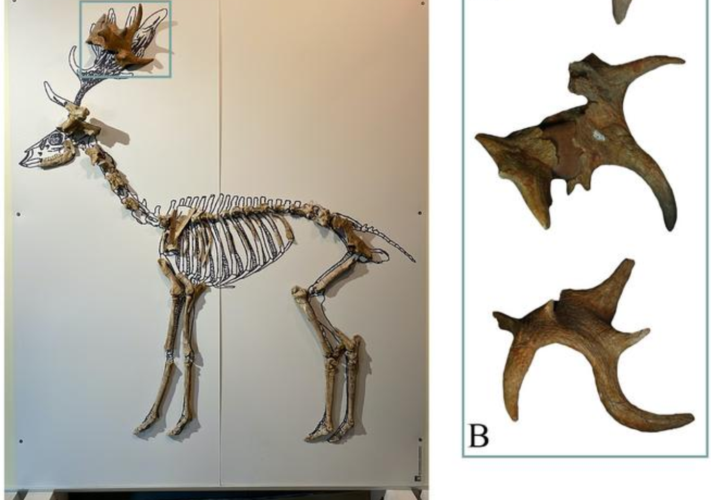 skeleton of a fallow deer