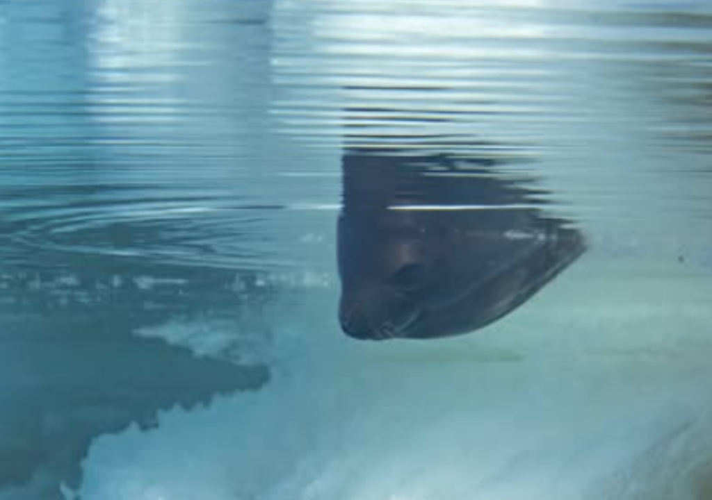 Foca de Ross Las recientes fotos son las primeras registradas bajo el agua de la foca de Ross. Foto: Instagram @justinhofman