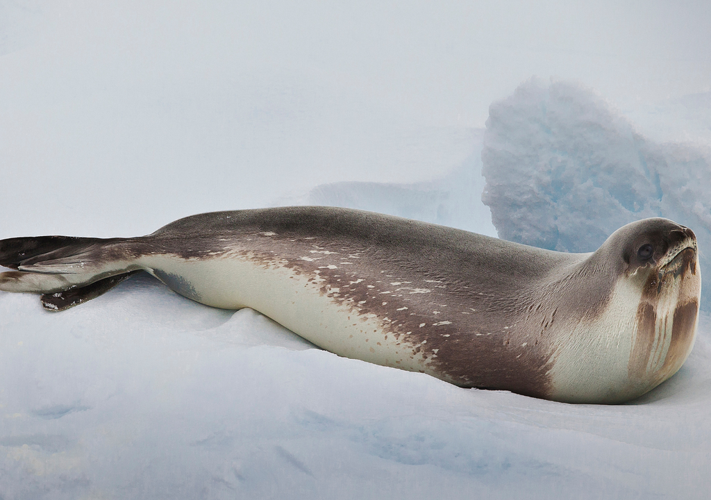 Foca de Ross Los únicos registros visuales que se tenían de la foca de Ross era sobre el hielo y fuera del mar.