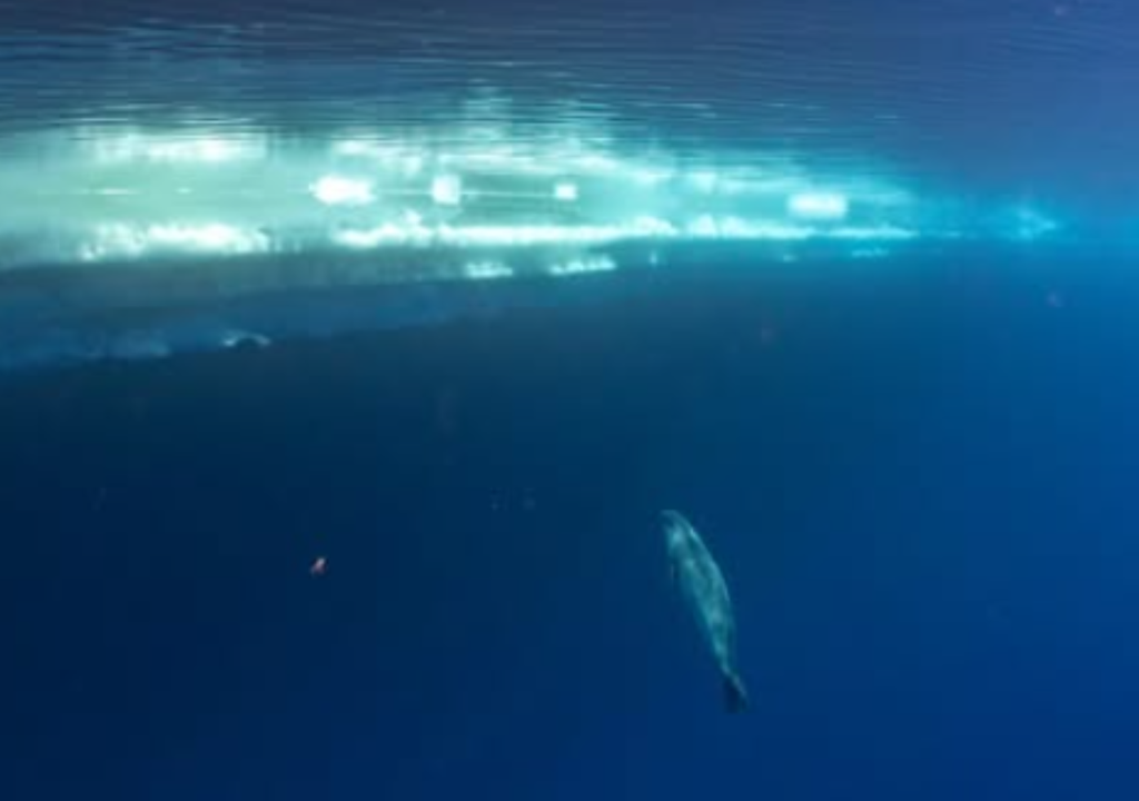 Foca de Ross Durante 15 años, el fotógrafo Justin Hofman persiguió la foto de la foca de Ross bajo el agua hasta que, finalmente, pudo conseguirla. Foto: Instagram @justinhofman