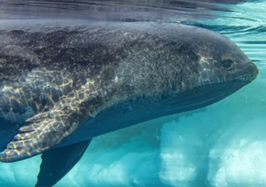 Foca de Ross Ni bien la vio zambullirse en el mar helado, el fotógrafo saltó al agua y tomó una serie de fotos submainas. Foto: Instagram @justinhofman