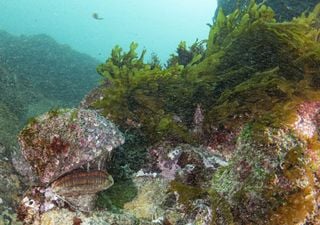 Fotograf&iacute;as desde el fondo del oc&eacute;ano: exposici&oacute;n muestra la recuperaci&oacute;n de los refugios marinos